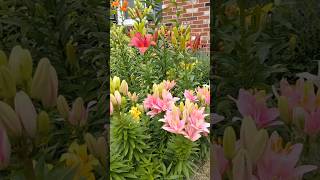 #shorts Beautiful lilies in my garden