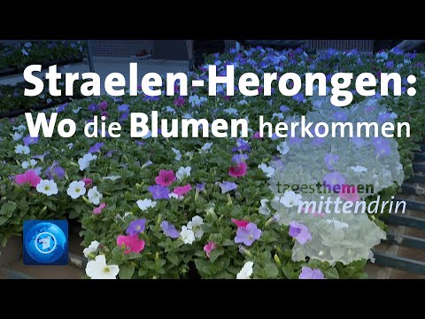 Straelen-Herongen: Wo die Blumen herkommen | tagesthemen mittendrin