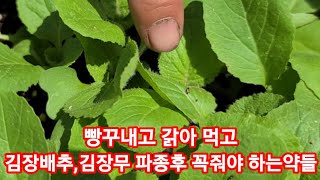 김장배추,김장무 꼭 줘야 하는 약들 얼릉 주세요~ 김장배추,무 심는,파종시기,,벼룩벌레,청벌레,방방얍 진딧물…