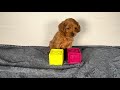 Cavapoo dogs for sale: Sassy - Video 1