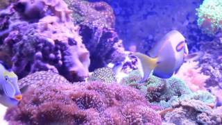 REEF TANK ADDICTION Season 2 Episode 1 ( Kyle&#39;s 410 Gallon All in One Reef Tank )