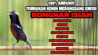Download lagu MASTERAN KONIN GACOR TONJOLAN MEWAH ISIAN PANJANG COCOK BUAT MATERI KOLIBRI NINJA BAHAN mp3 Download lagu MASTERAN KONIN GACOR TONJOLAN MEWAH ISIAN PANJANG COCOK BUAT MATERI KOLIBRI NINJA BAHAN mp3