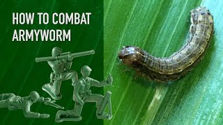 How To Combat Armyworm in Your Lawn