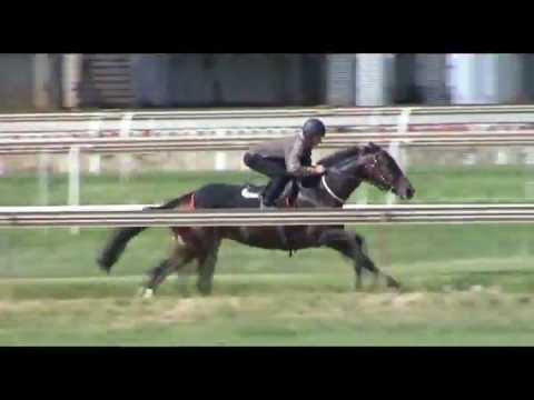 2012-03-29 Slumdogmillionaire - trackwork @ Turffontein