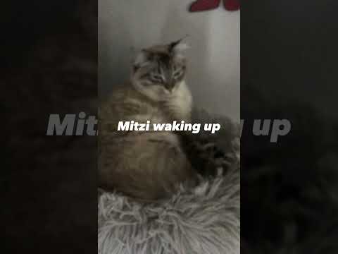 Mitzi waking up...❤️🐈🥺🤩 #shorts #roadto1k #mitzi