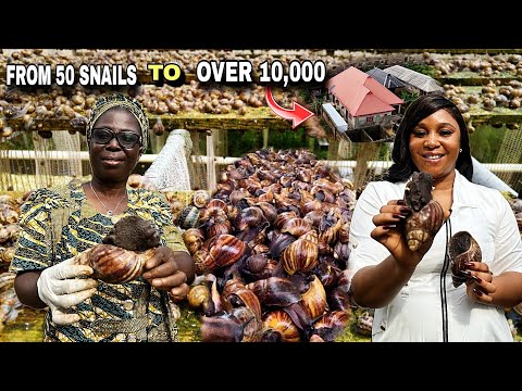 HOW SHE BUILT A MULTI MILLION NAIRA SNAIL FARM IN HER BACKYARD FROM SCRATCH IN NIGERIA  🇳🇬  AFRICA 🌍