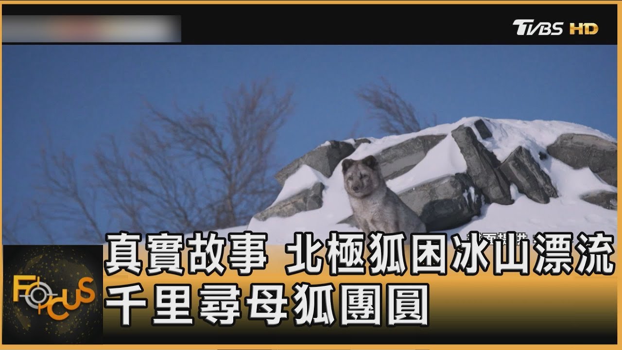真實故事　北極狐困冰山漂流　千里尋母狐團圓