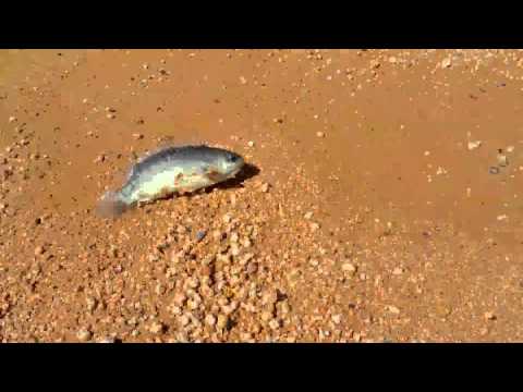 image-Are there any fish that can walk on land?