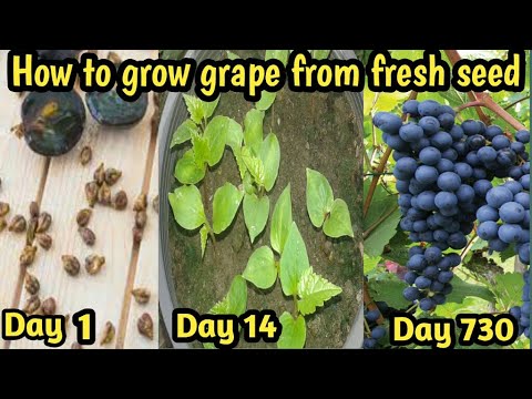 , title : 'Fast grow grape vine from seed at home ||How to grow grape plant seed || From grape fruit to plant.'