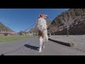 Dexter, Ouray dog that walks like a human, becomes internet famous