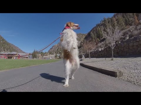 Dexter, Ouray dog that walks like a human, becomes internet famous