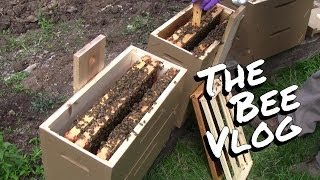Splitting Queen Helen - Bee Vlog #137 - Jun 28, 2014