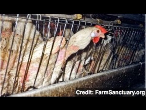 H7N9禽流感新聞 (Two Die in China After Contracting Bird Flu Strain)