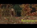 Shadow Comes Home Homeward Bound 1993