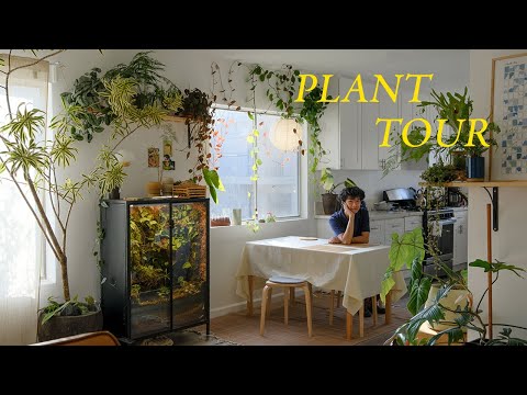 Relaxing Plant Tour | my entire houseplant collection