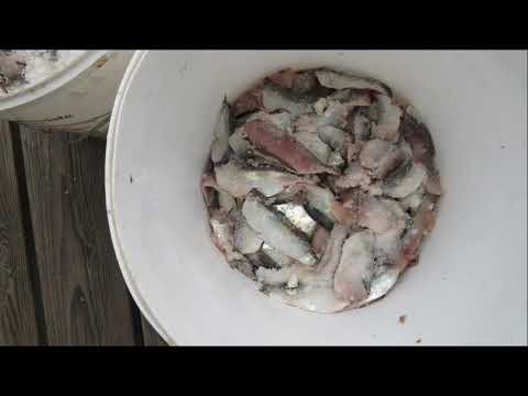 Sockersaltad strömming