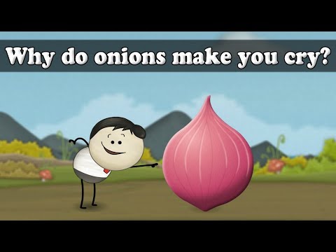 Human Tears - Why do onions make you cry? | #aumsum #kids #science #education #children