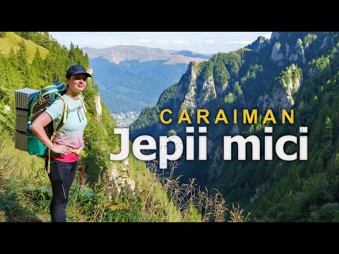 Edelweiss flowers and black goats on the Jepii Mici trail in the Bucegi Mountains