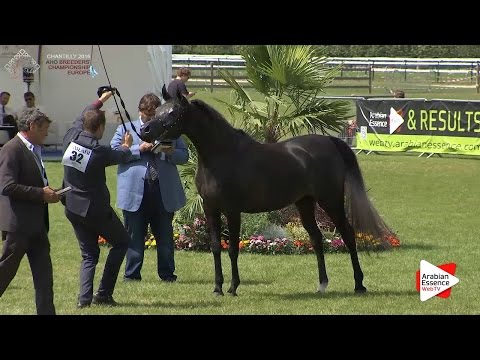 1st - N.32 DALIA J - Chantilly 2016 ABCE - Fillies 3 years old (Class 3)