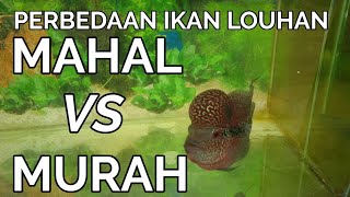 Download lagu THE DIFFERENCE BETWEEN EXPENSIVE VS CHEAP SRD LOUHAN FISH mp3 Download lagu THE DIFFERENCE BETWEEN EXPENSIVE VS CHEAP SRD LOUHAN FISH mp3