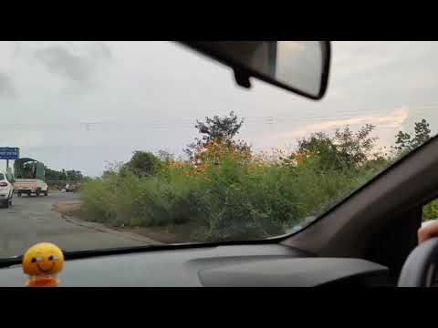 Cosmos Flower blooming all along the way