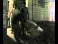 Lopa Biplob Accident