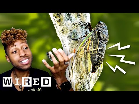 Here's Why Cicadas Are So Gosh Darn Loud