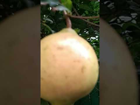 , title : 'How to grow pomegranate plants in a pot # বেদানা গাছ #shortsvideo #viral #viralvideo'