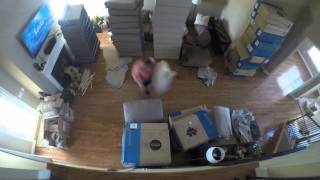 G-Lounger LoveSac Sactional Setup!