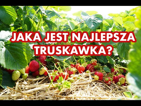 Jaka jest najlepsza truskawka?