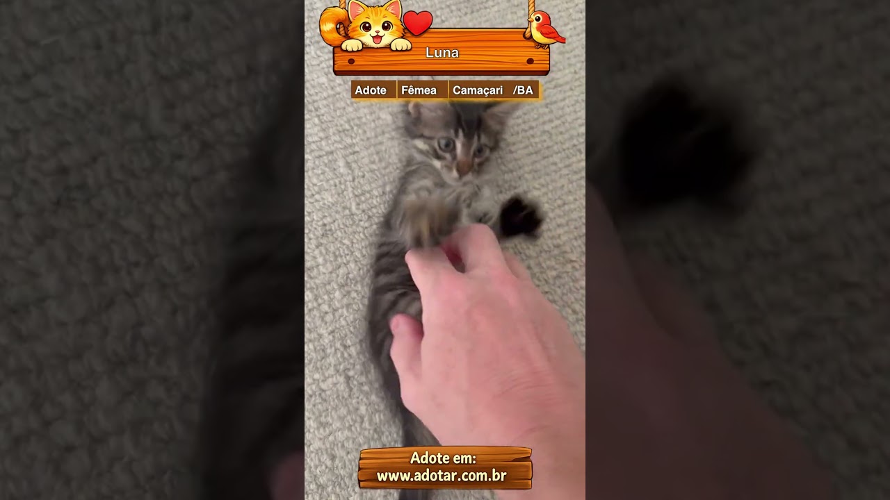 Gato raça SRD-ViraLata idade 2 a 6 meses nome Luna