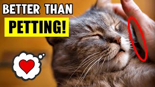 10 Things Your CAT LOVES MORE Than Getting PETS! (I Bet You Don’t Know! 🙀)