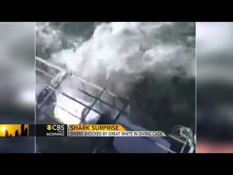 Sharks surprise divers inside steel cage