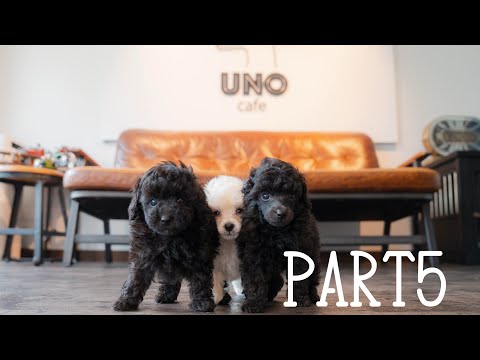 【成長記録Part5】#トイプードル生活#宇野昌磨#宇野樹#Uno1ワンチャンネル#フィギュアスケート