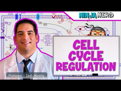 Cell Biology | Cell Cycle Regulation