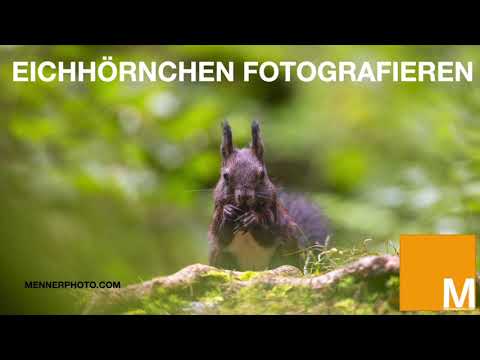 Wildlife: Eichhörnchen fotografieren im Eichhörnchenwald
