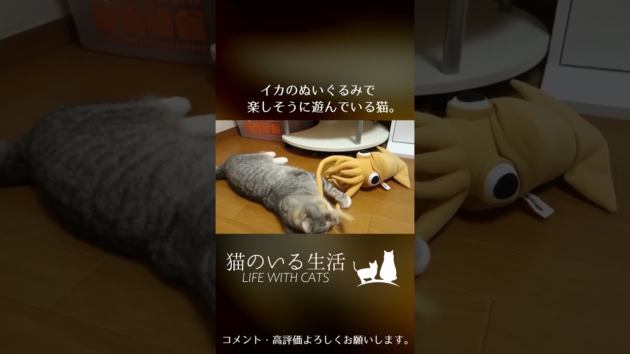 イカのぬいぐるみで楽しそうに遊んでいる猫。 #Shorts