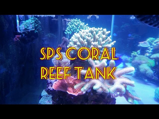 SPS Reef Tank | Beginner Guide To Saltwater Aquariums