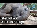 Baby Elephants Do The Cutest Things