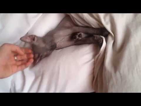 Потягушки Сфинкса! ^_^ Лысая киска!