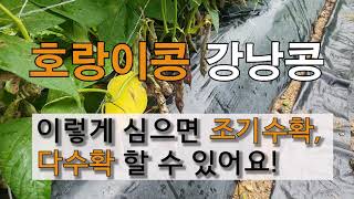 호랑이콩 강낭콩 이렇게 심으면 조기수확, 다수확 할 수 있어요!