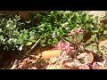 Lago Ornamental 2019 Em Paragominas 10 Meses
