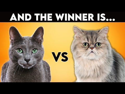 Persian Cat Vs Russian Blue: Which One Is Best For You? (Cat Breed Comparison)