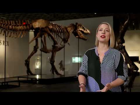 Colossal T  rex 'Gus' roars to auction with $30 million estimate