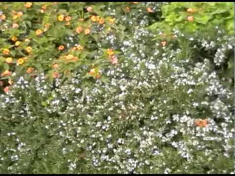 Butterflies In Kokhav ha Yarden - פרפרים בכוכב הירדן
