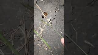 Download lagu Jangkrik sawah mp3 Download lagu Jangkrik sawah mp3