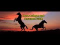 Pony Horse Breed with Mustang Breed