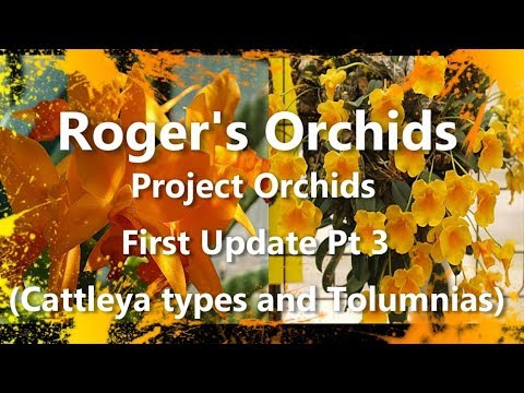 Project Orchids First Update Pt 3 - Cattleya types and Tolumnias