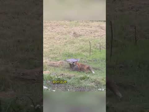 The fox wanted to eat the chicken inside the cage#animals #wildlife #Friendship #Us #fox