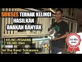 SUKSES TERNAK KELINCI HASILKAN ANAKAN BANYAK